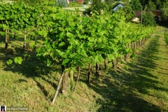 W-winnicy-panstwa-Kaminskich-01055