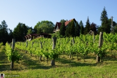 W-winnicy-panstwa-Kaminskich-01057