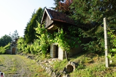 W-winnicy-panstwa-Kaminskich-01059