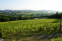 W-winnicy-panstwa-Kaminskich-01070
