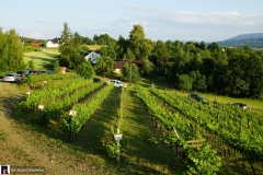 W-winnicy-panstwa-Kaminskich-01071
