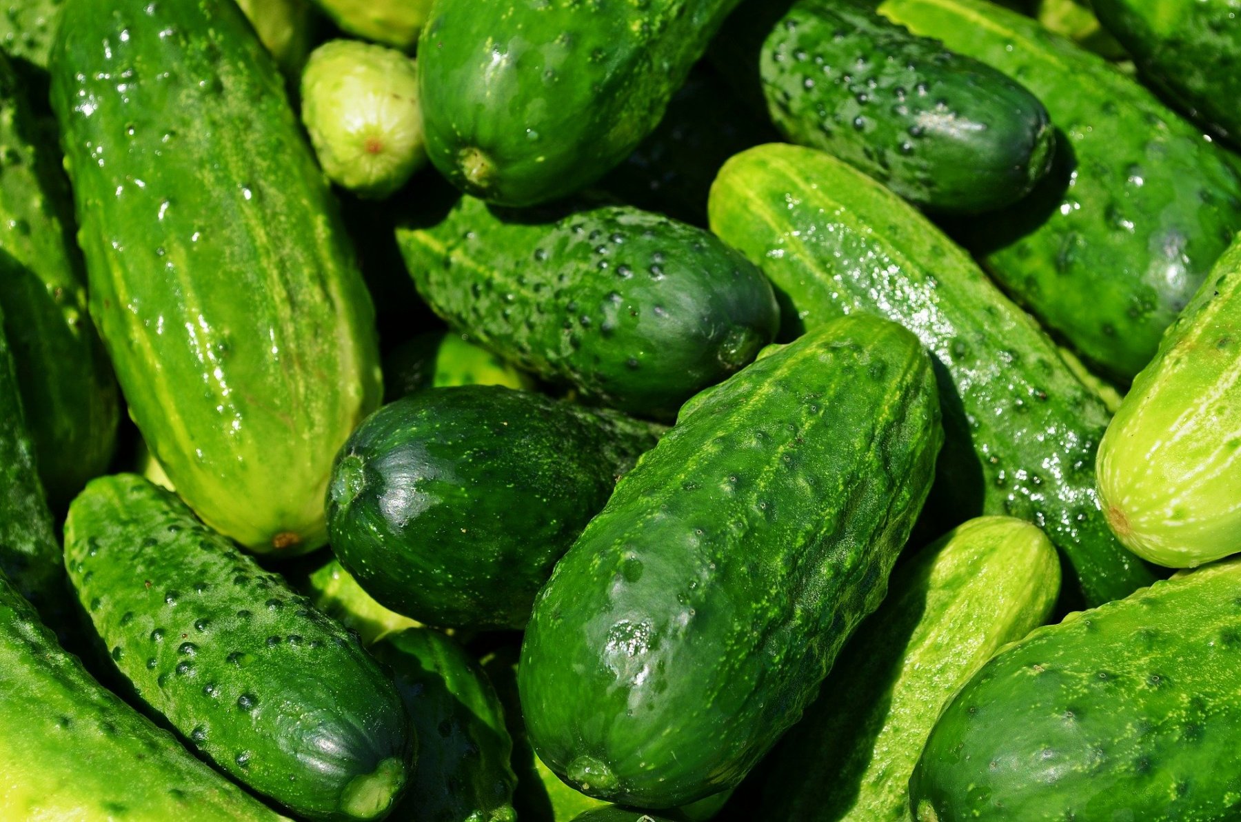 cucumbers-gc13c2c02c_1920