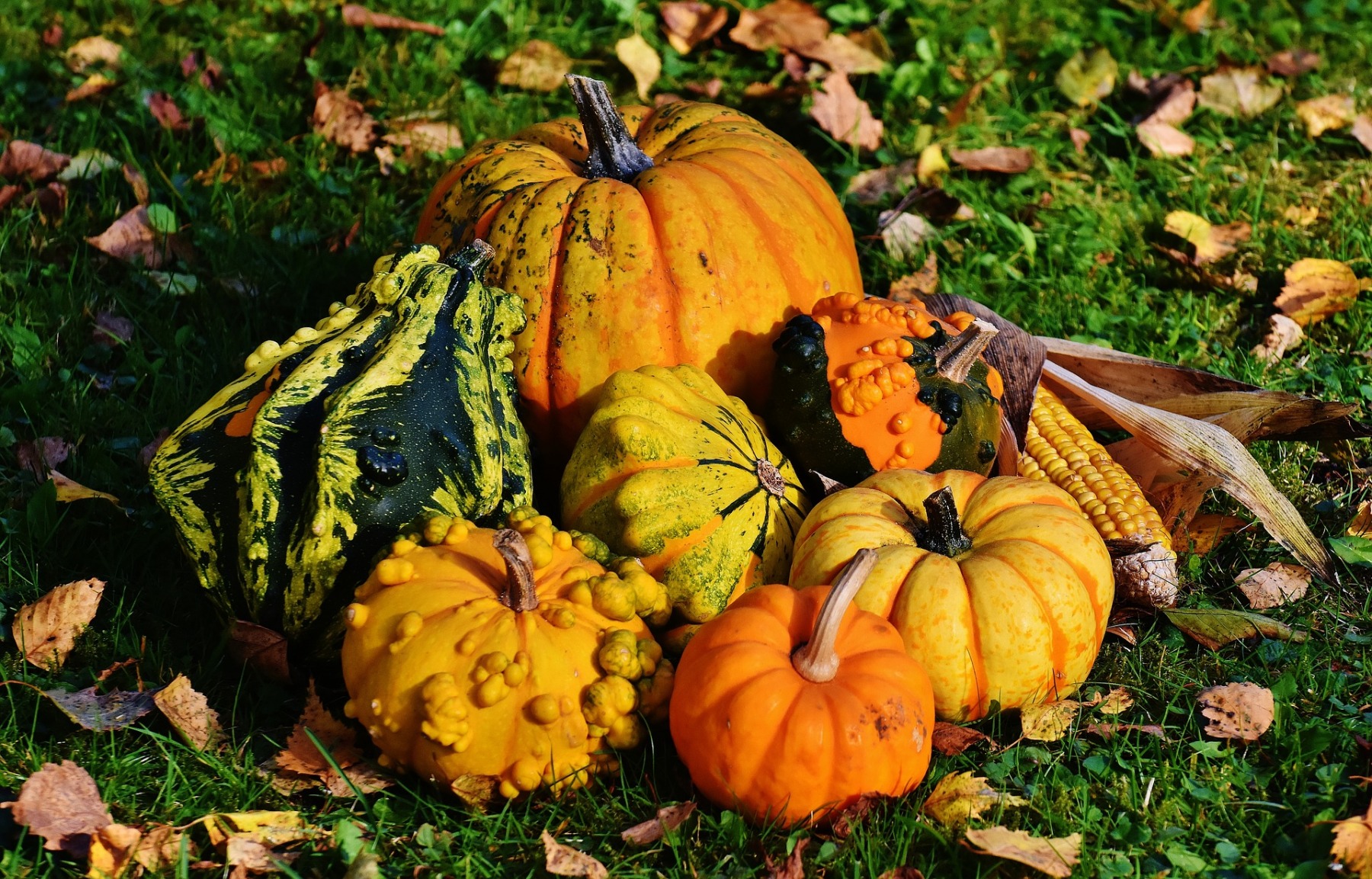 pumpkins-g4d4548d80_1920