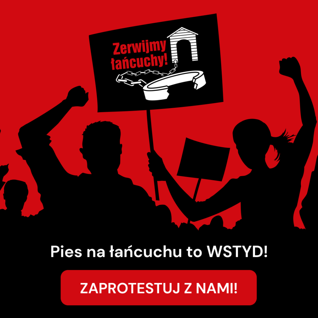 Zerwijmy łańcuchy – akcja przeciwko trzymaniu psów na uwięzi